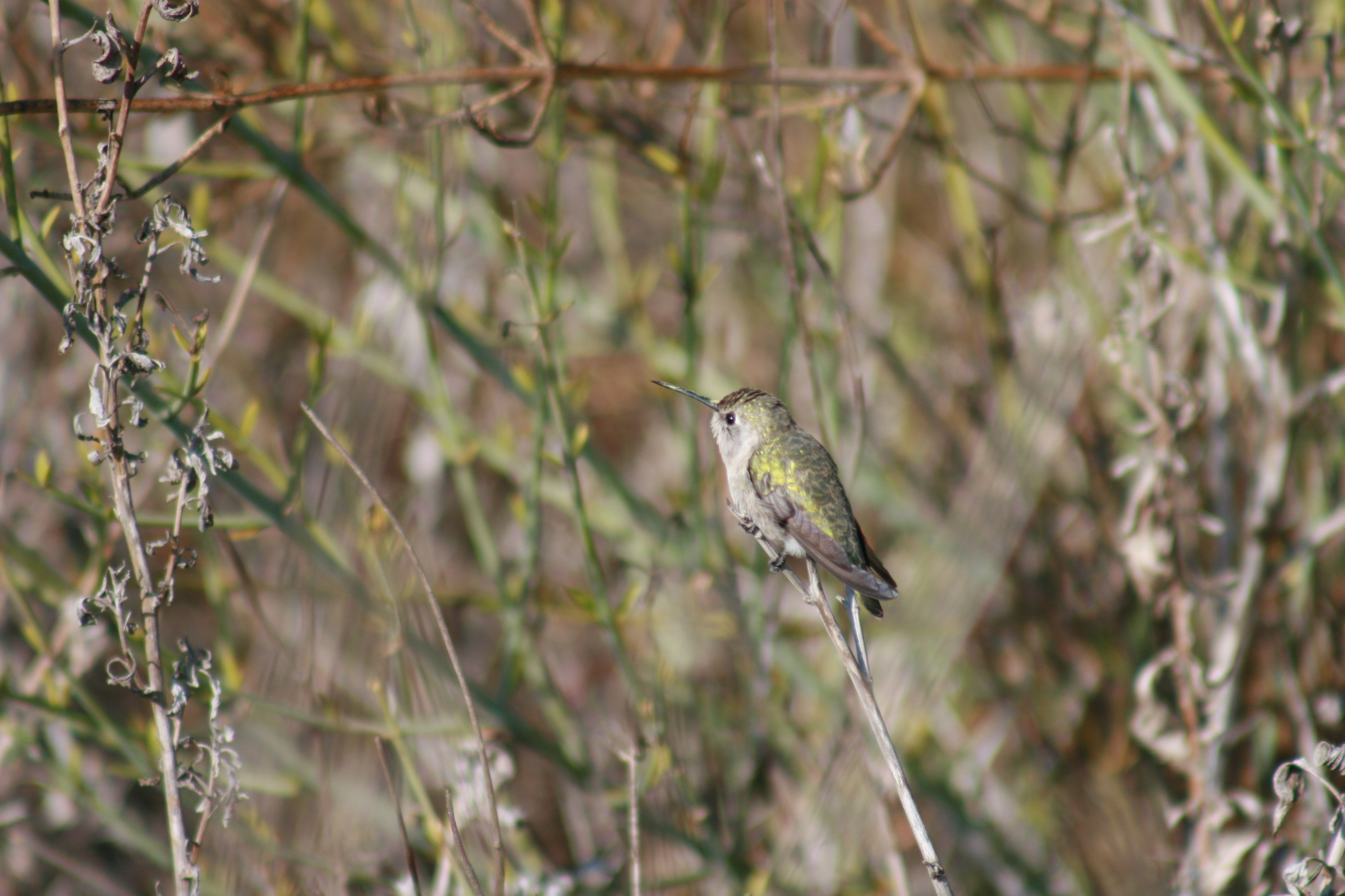 Image of Costa's Hummingbird