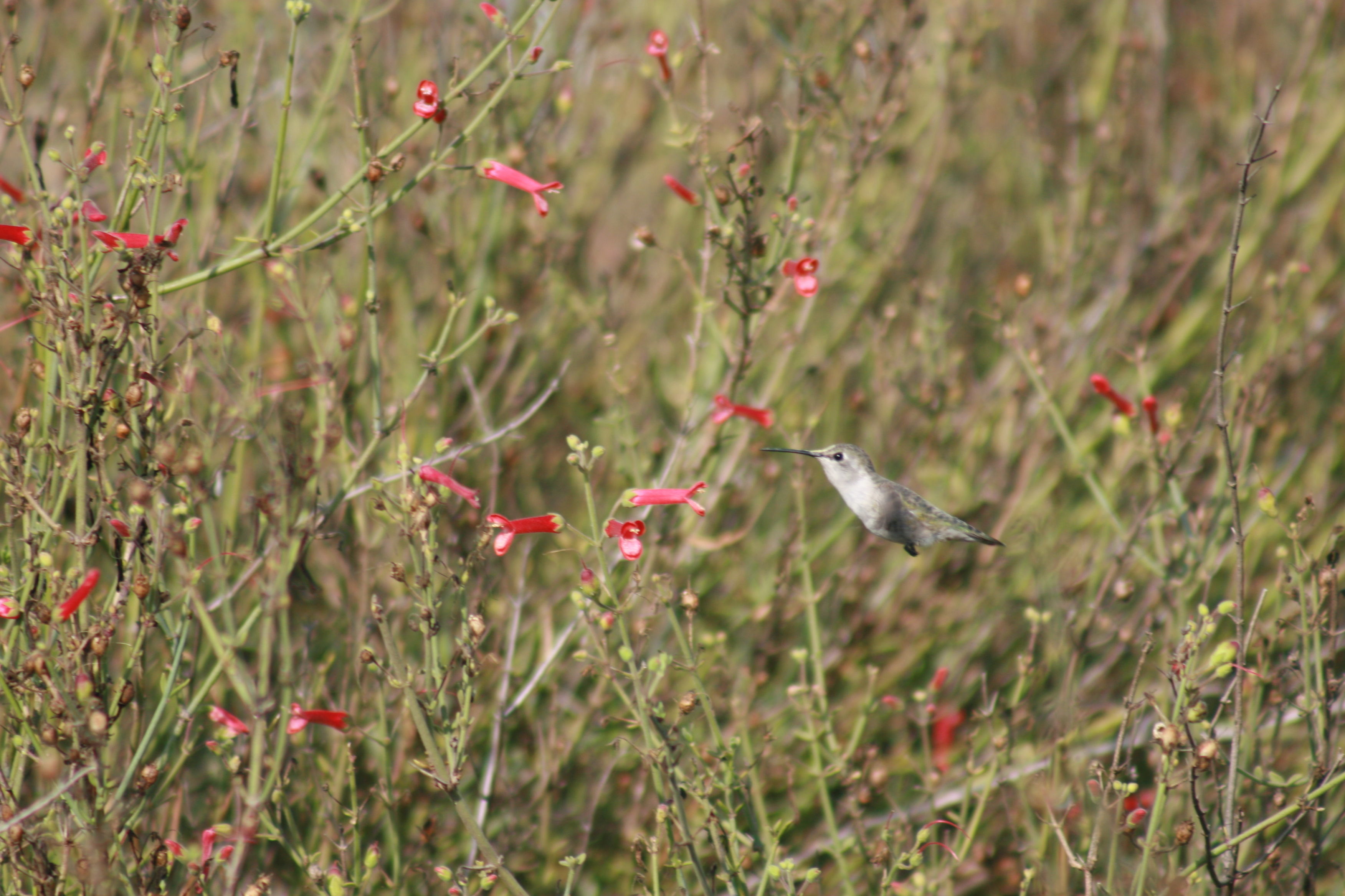 Image of Costa's Hummingbird