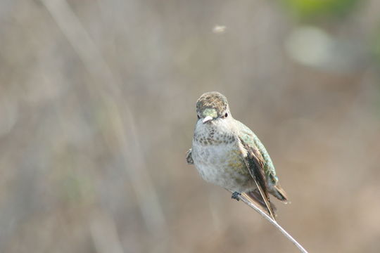 Image of Costa's Hummingbird