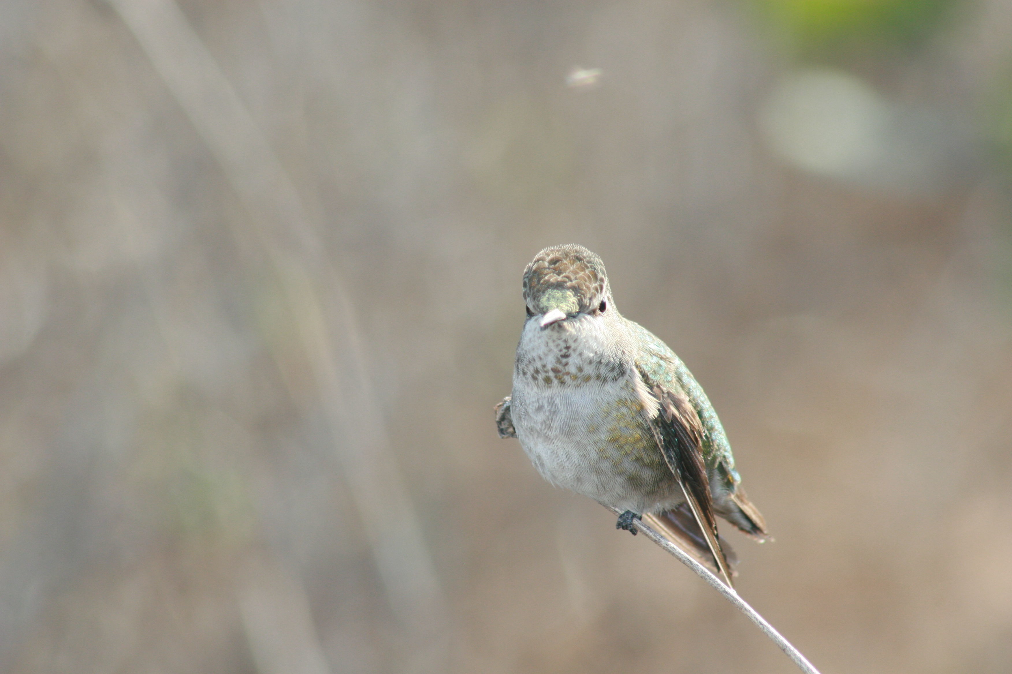 Image of Costa's Hummingbird