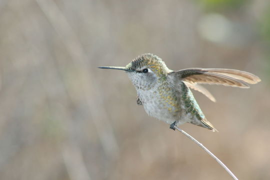 Image of Costa's Hummingbird