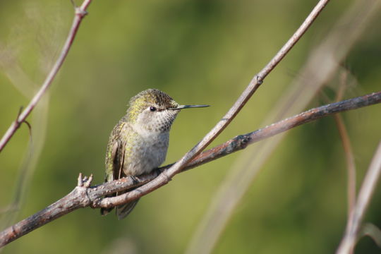 Imagem de Calypte costae (Bourcier 1839)