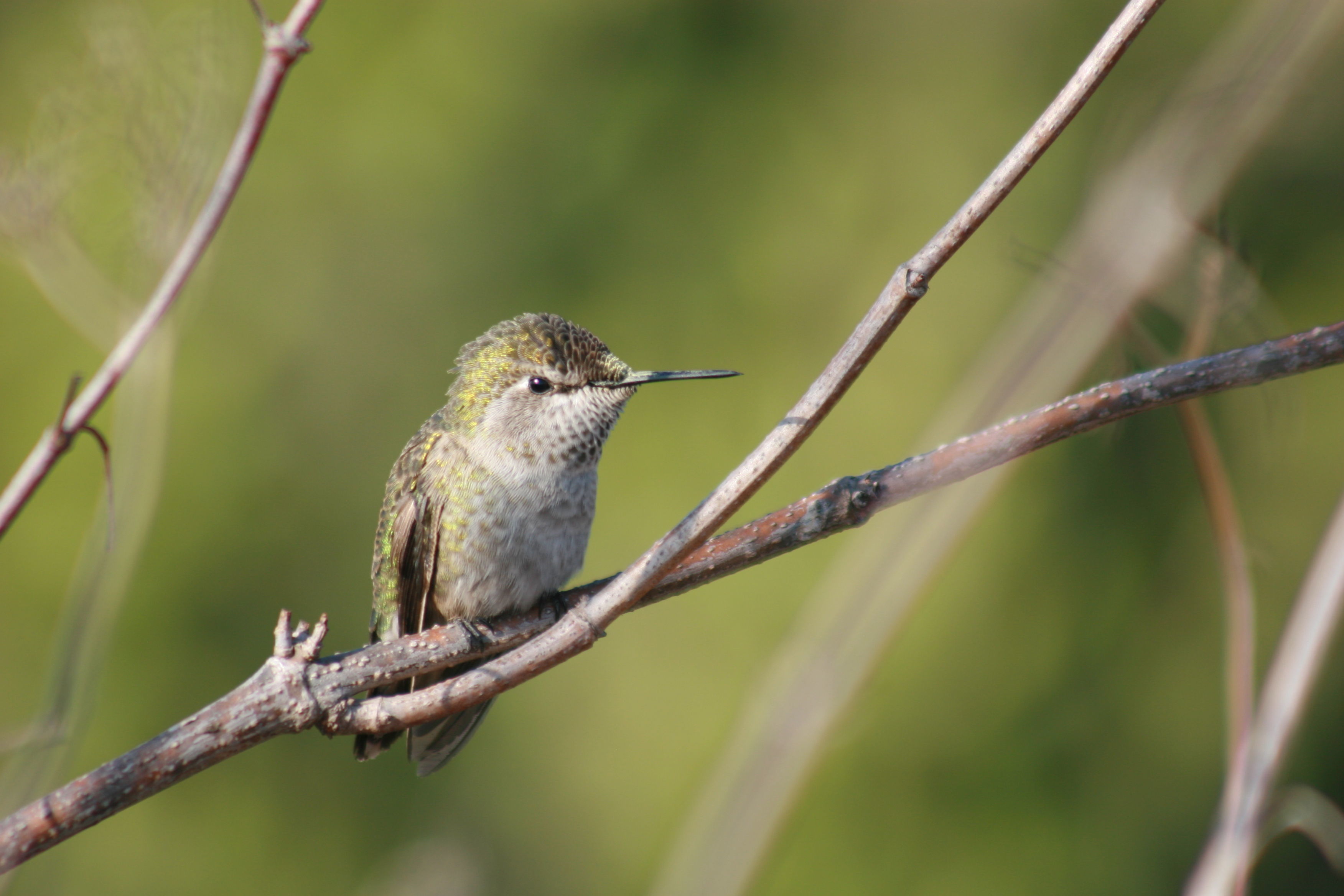 Image of Costa's Hummingbird