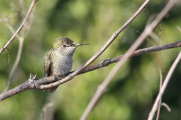 Image of Costa's Hummingbird