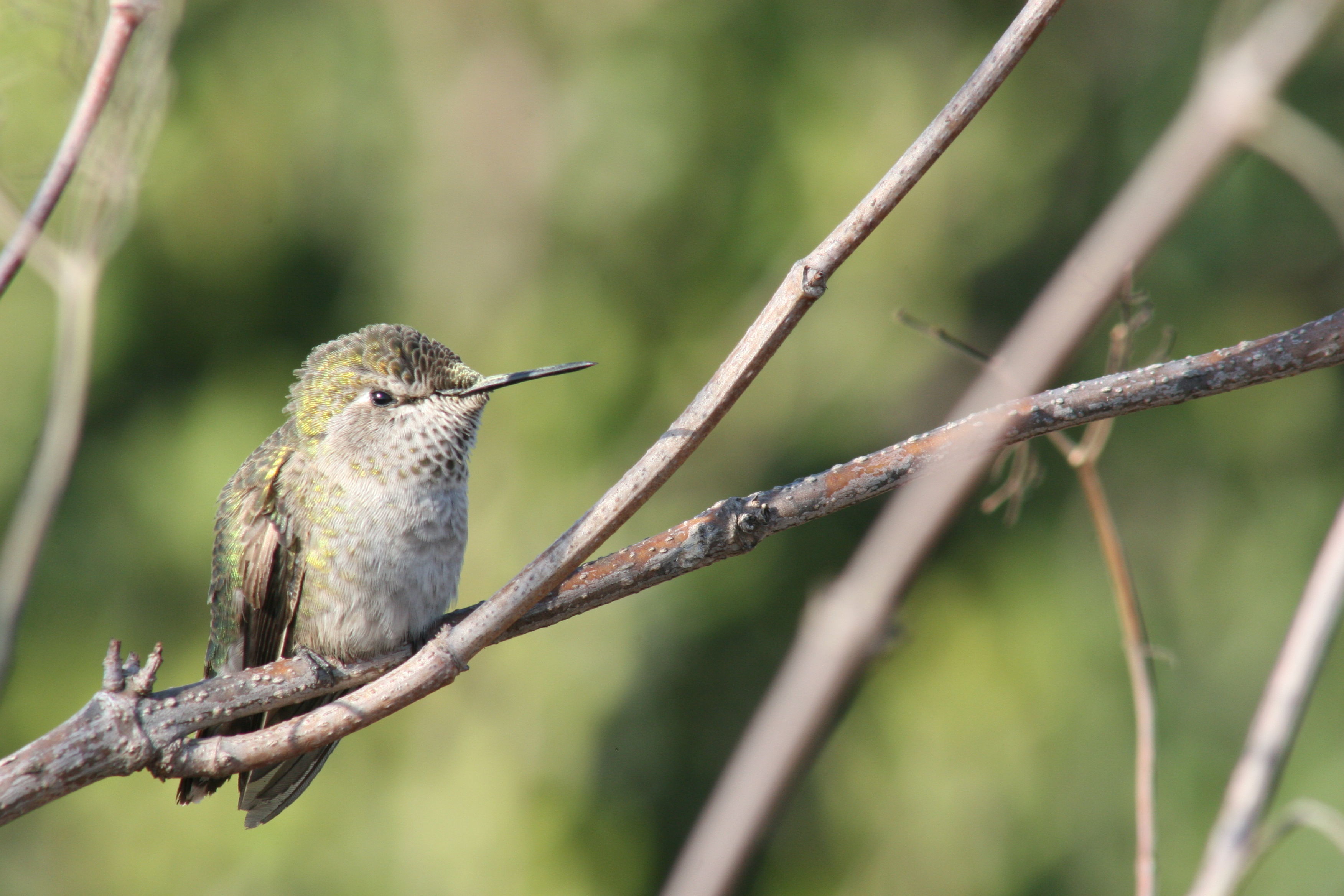 Image of Costa's Hummingbird