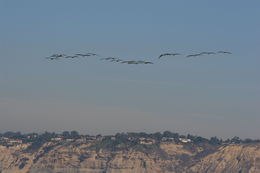 Image of Brown Pelican