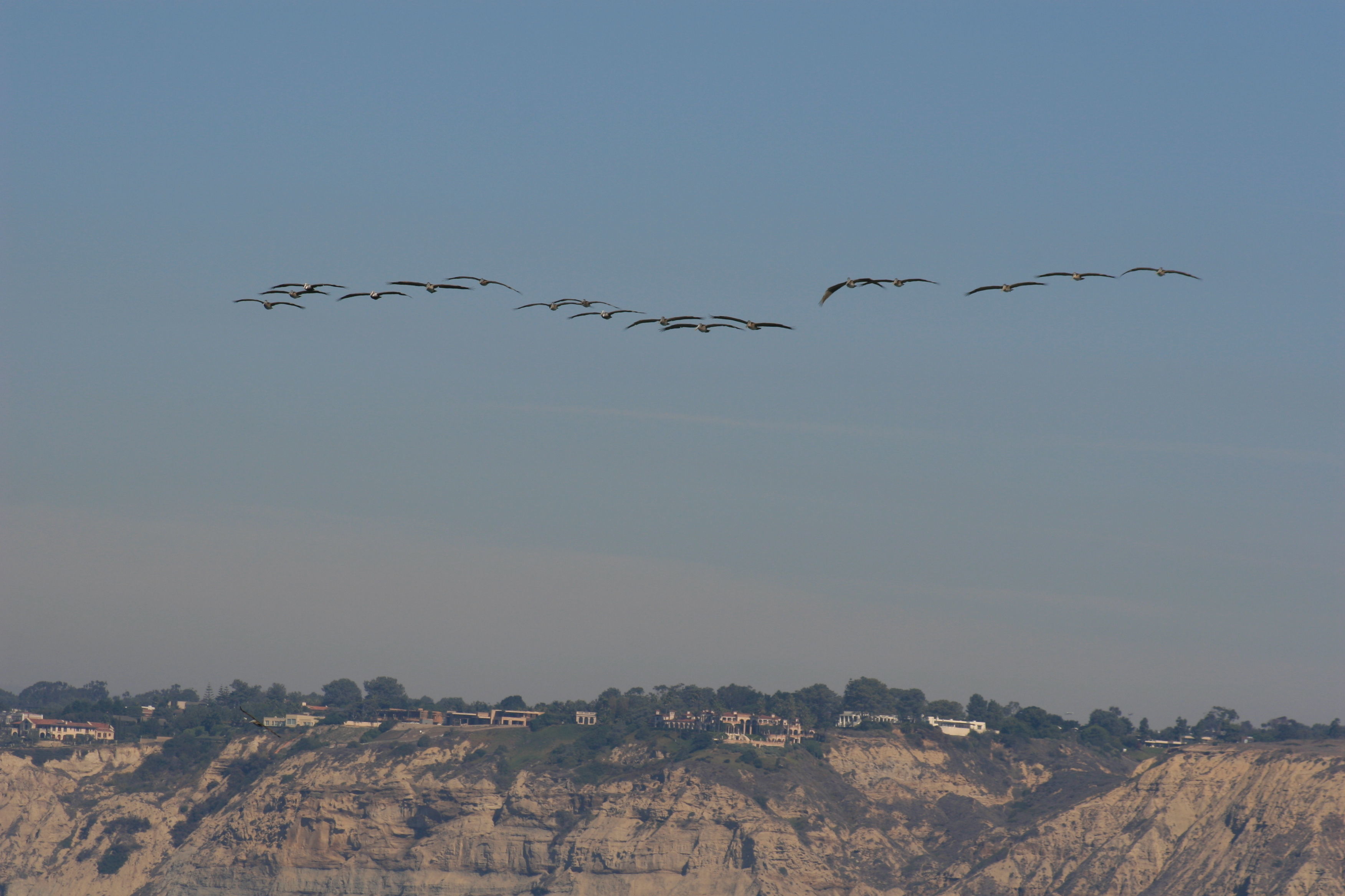 Image of Brown Pelican