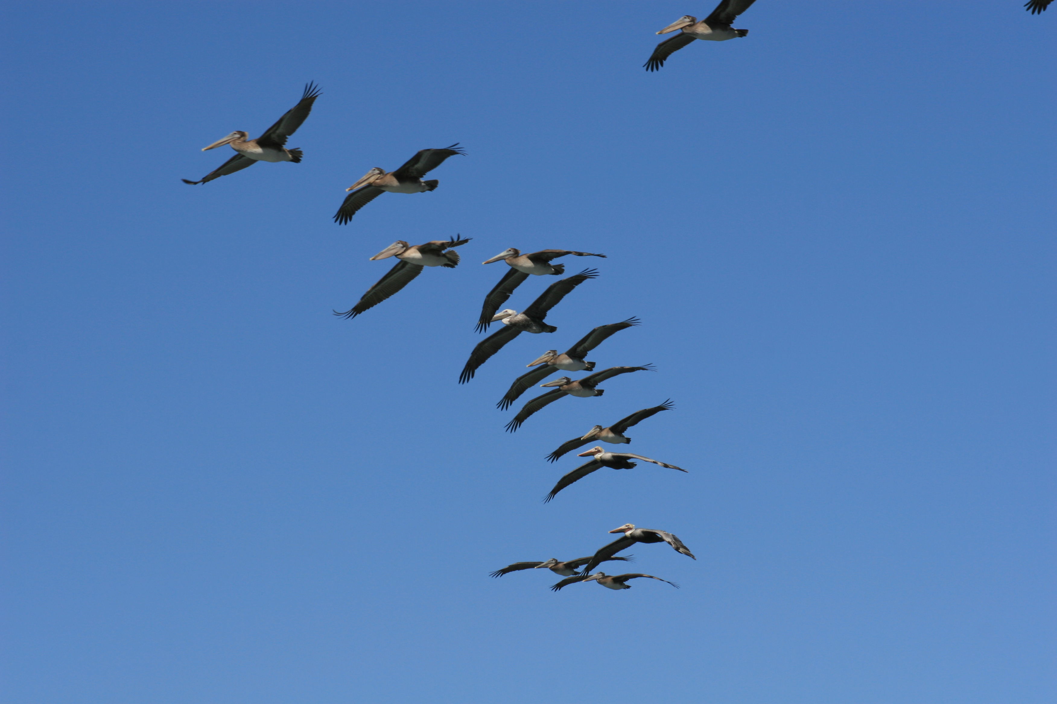 Image of Brown Pelican