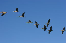 Image of Brown Pelican