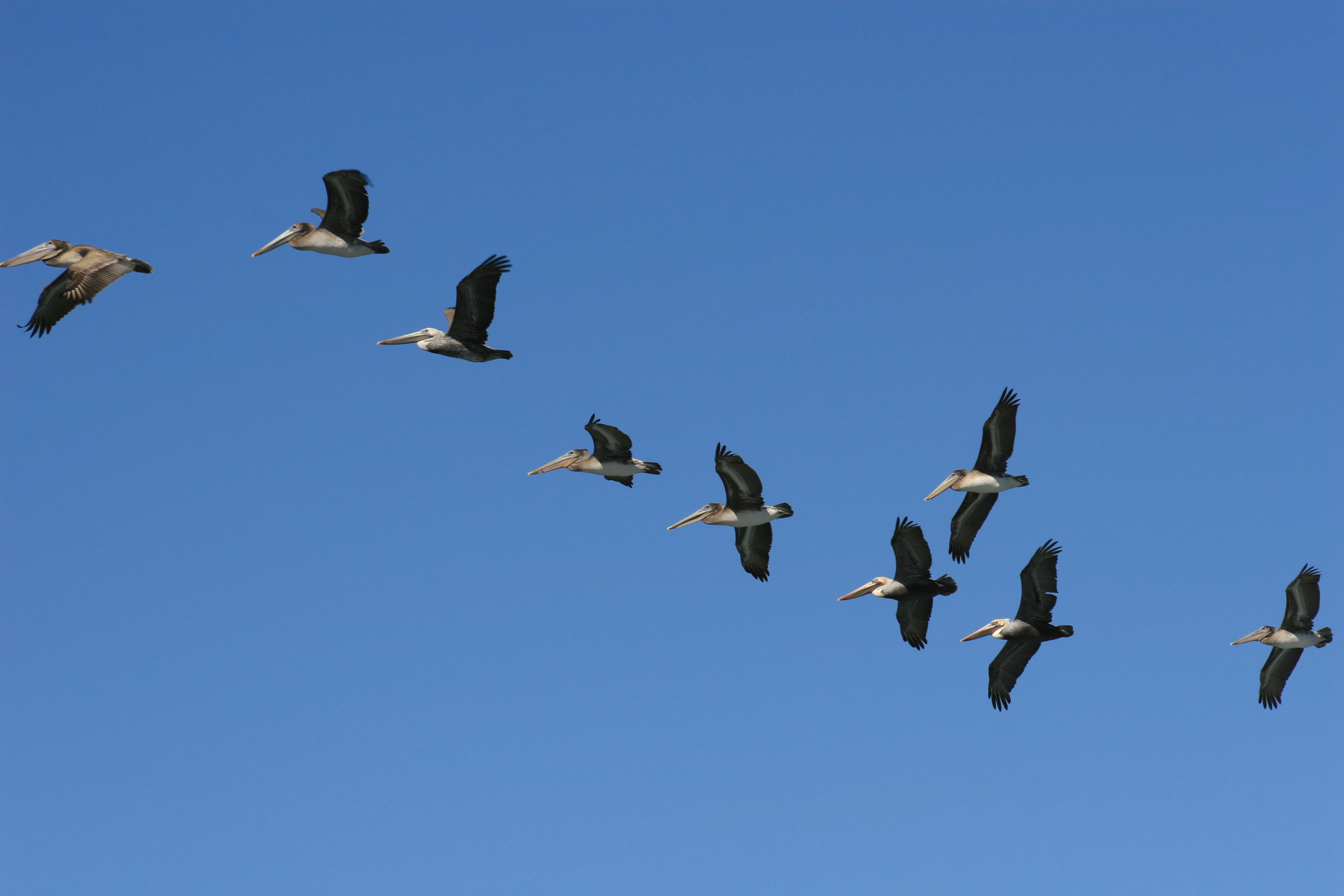 Image of Brown Pelican