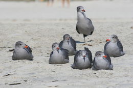 Larus heermanni Cassin 1852 resmi