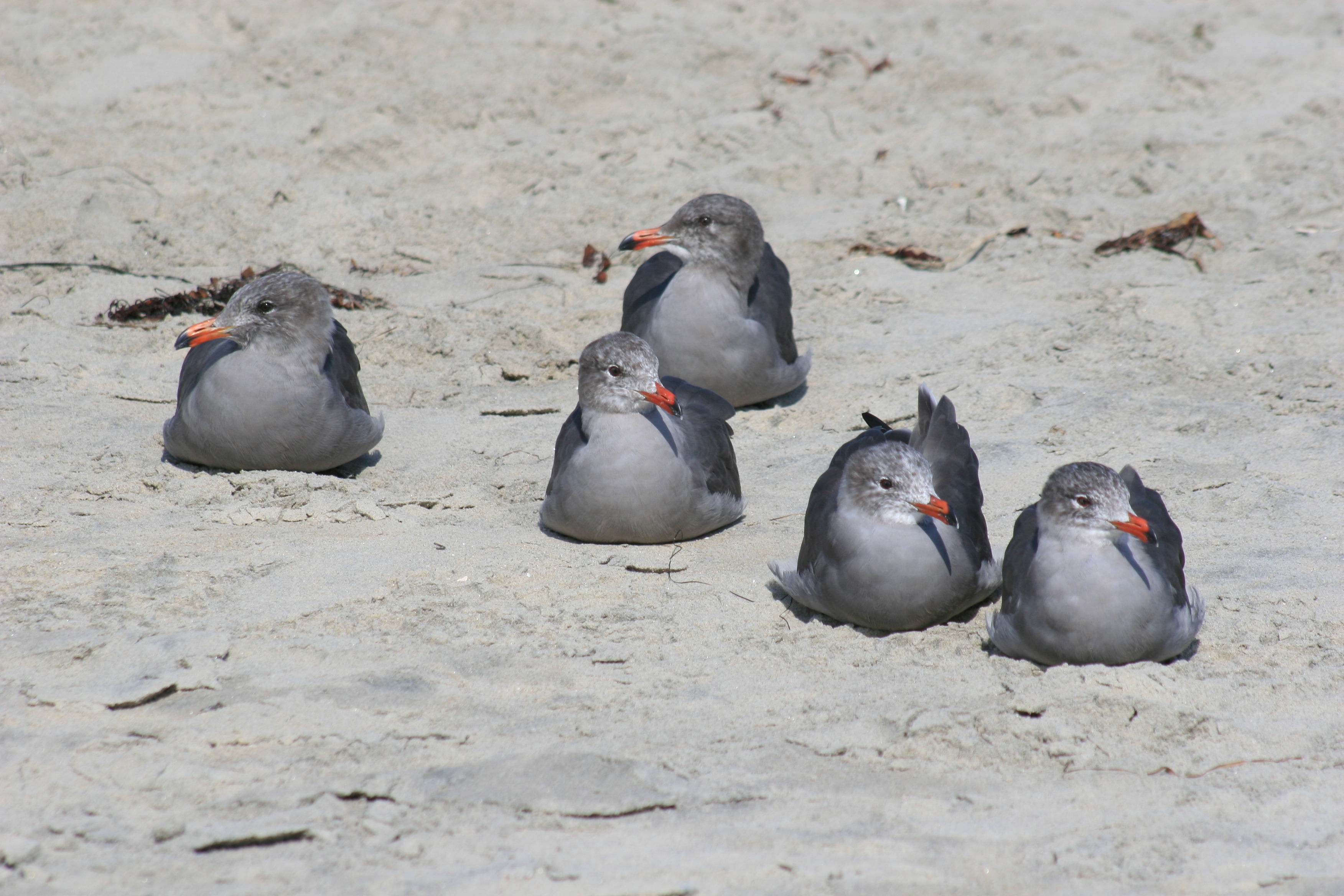 Larus heermanni Cassin 1852 resmi