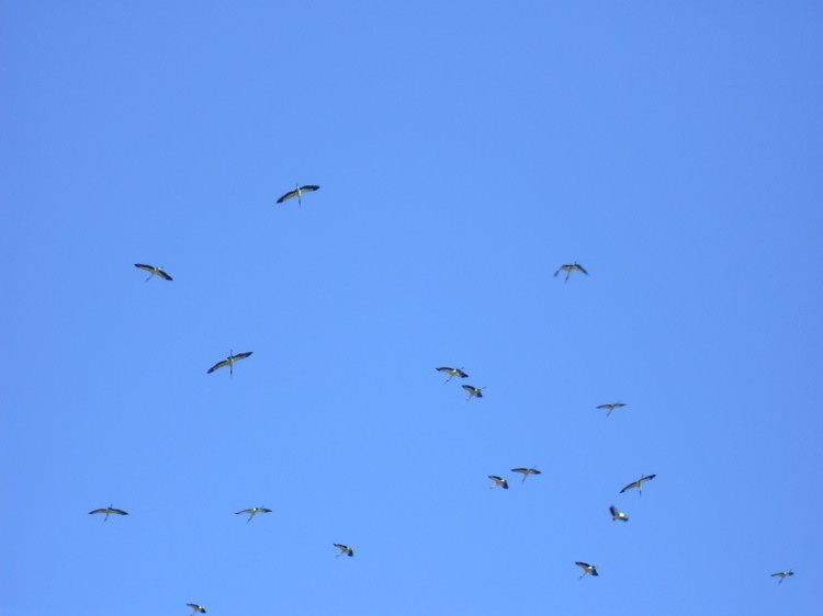 Image of Wood Stork