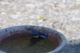 Image of Eastern Bluebird