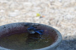 Image of Eastern Bluebird