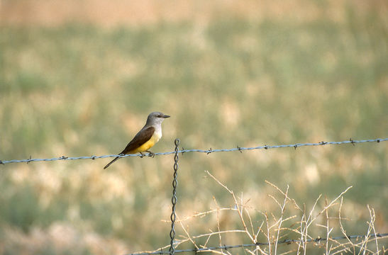 Image of Western Kingbird