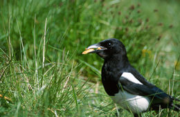 Image of Common Magpie