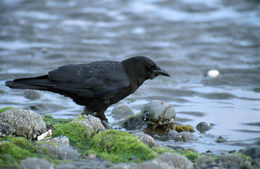 Imagem de <i>Corvus caurinus</i>