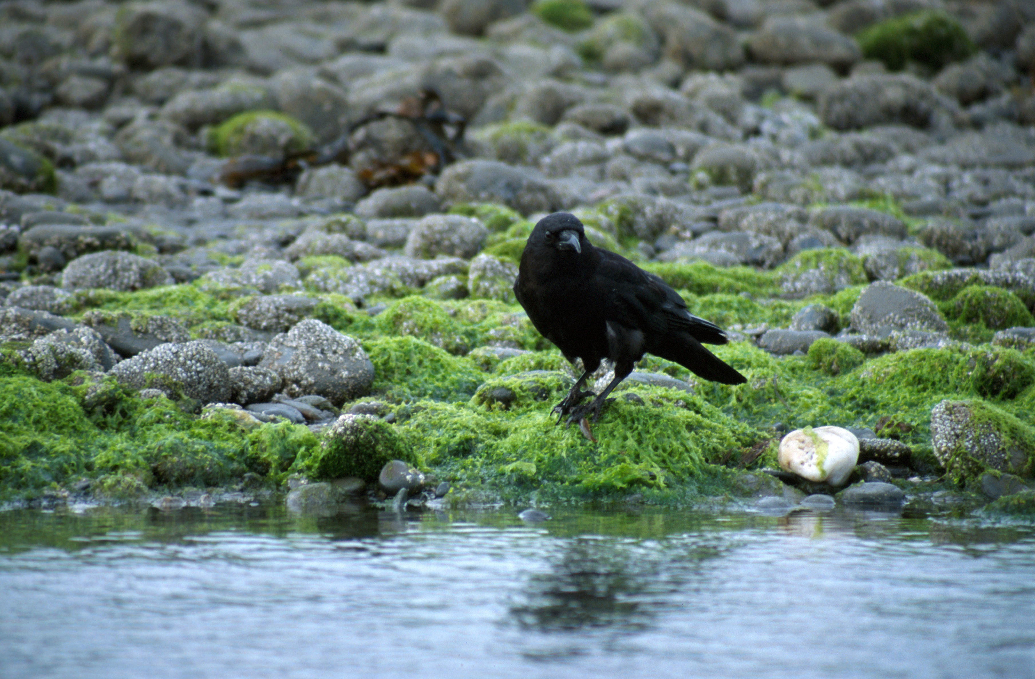 Imagem de <i>Corvus caurinus</i>