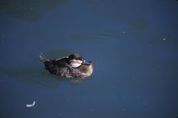 Image of Ruddy Duck