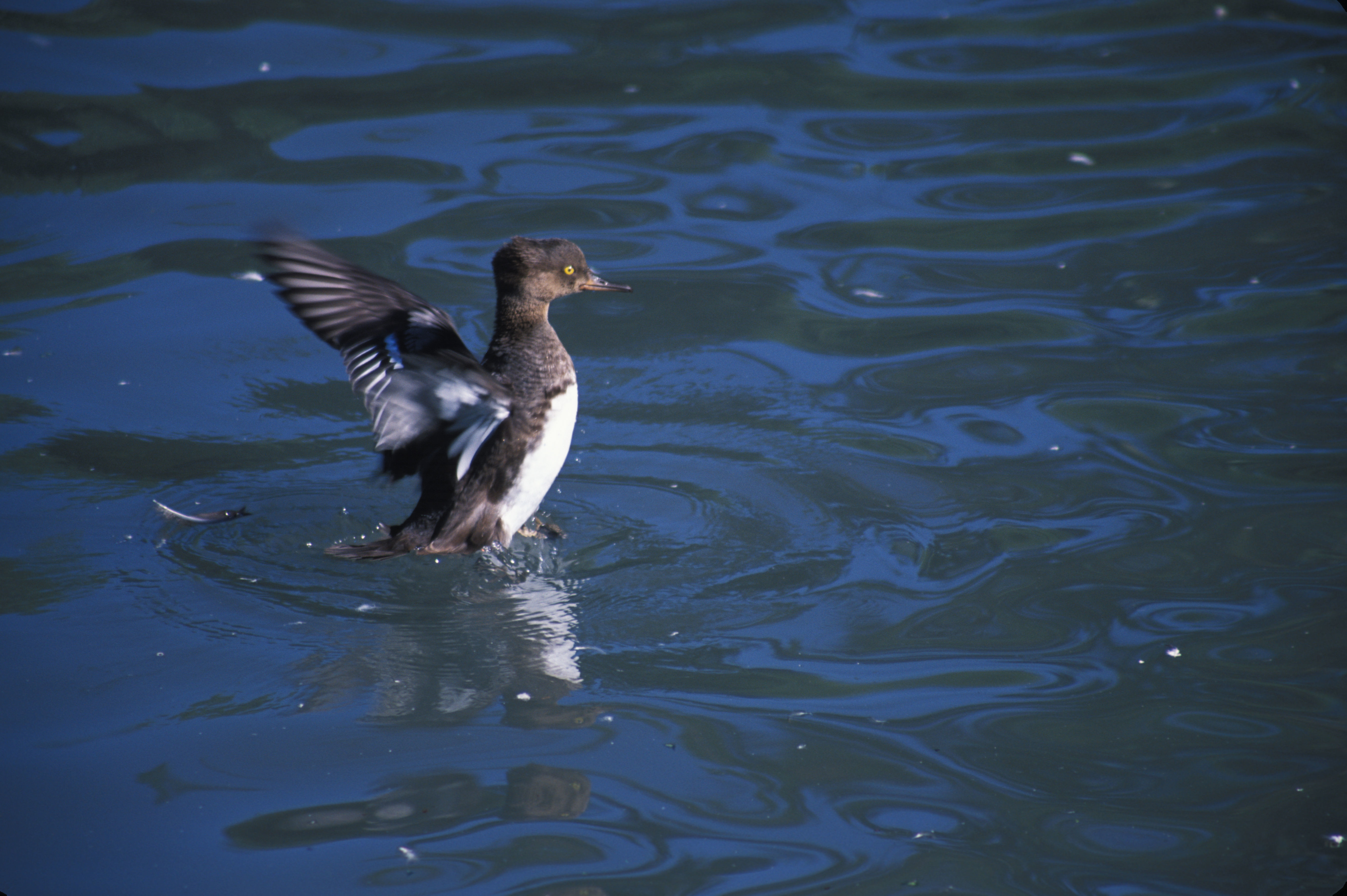 Image of Red-breasted Merganser