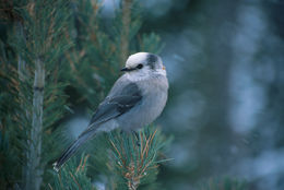 Image of Canada Jay