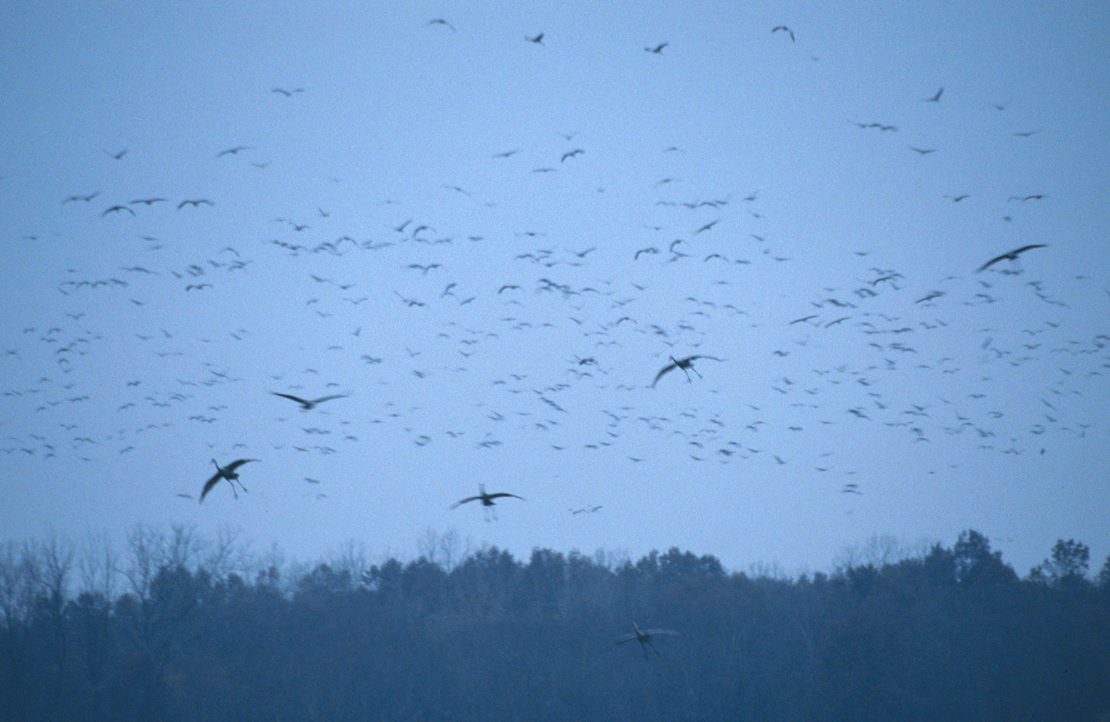 Image of sandhill crane