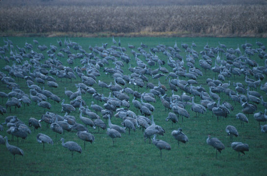 Image of sandhill crane