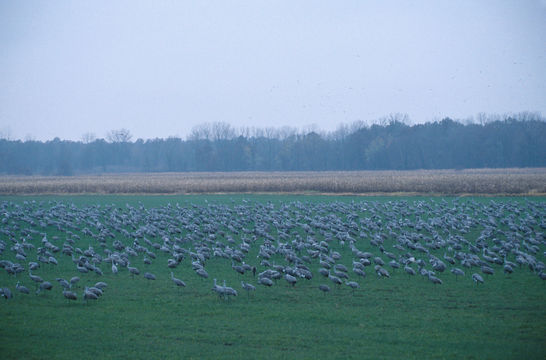 Image of sandhill crane