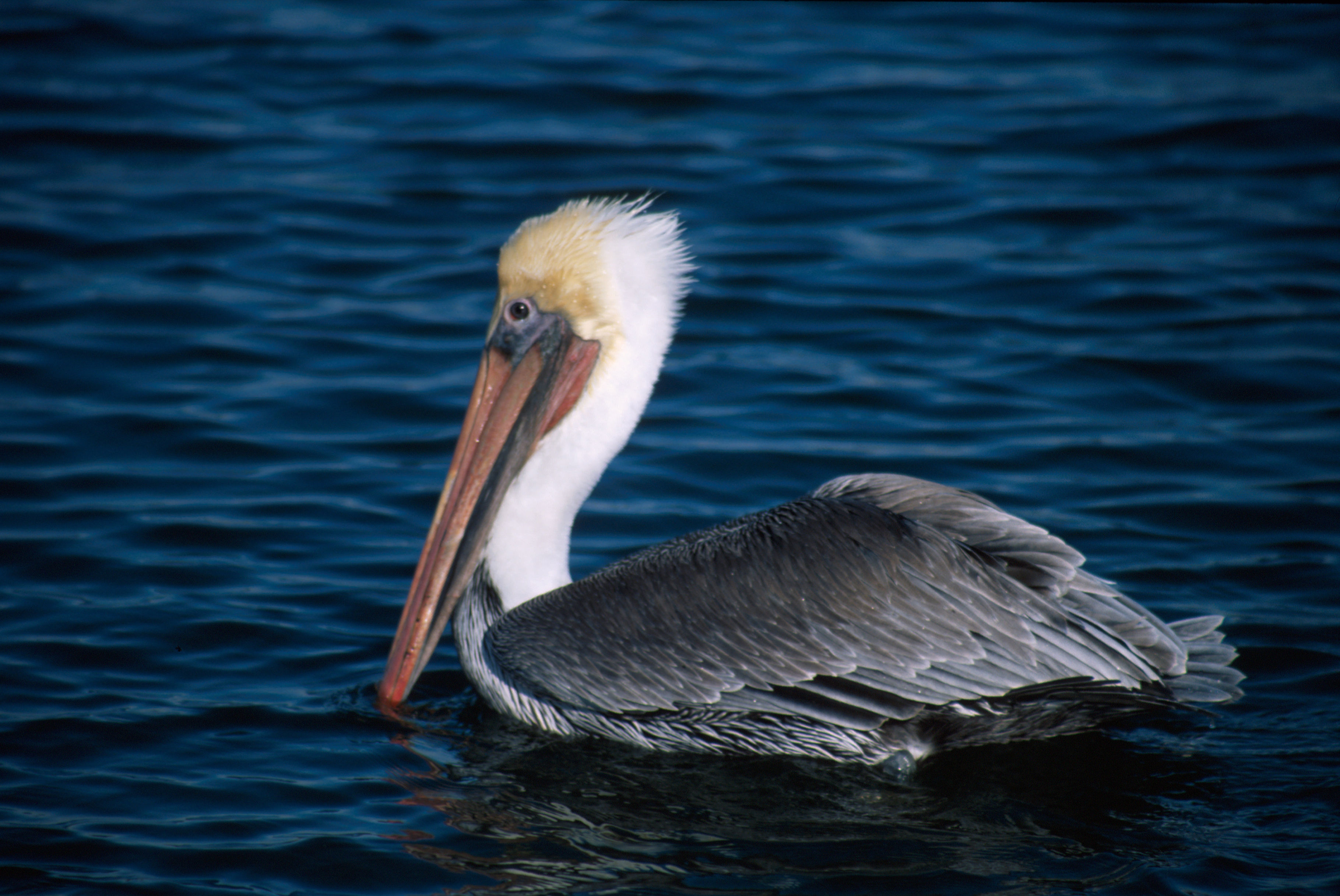 Image of Brown Pelican