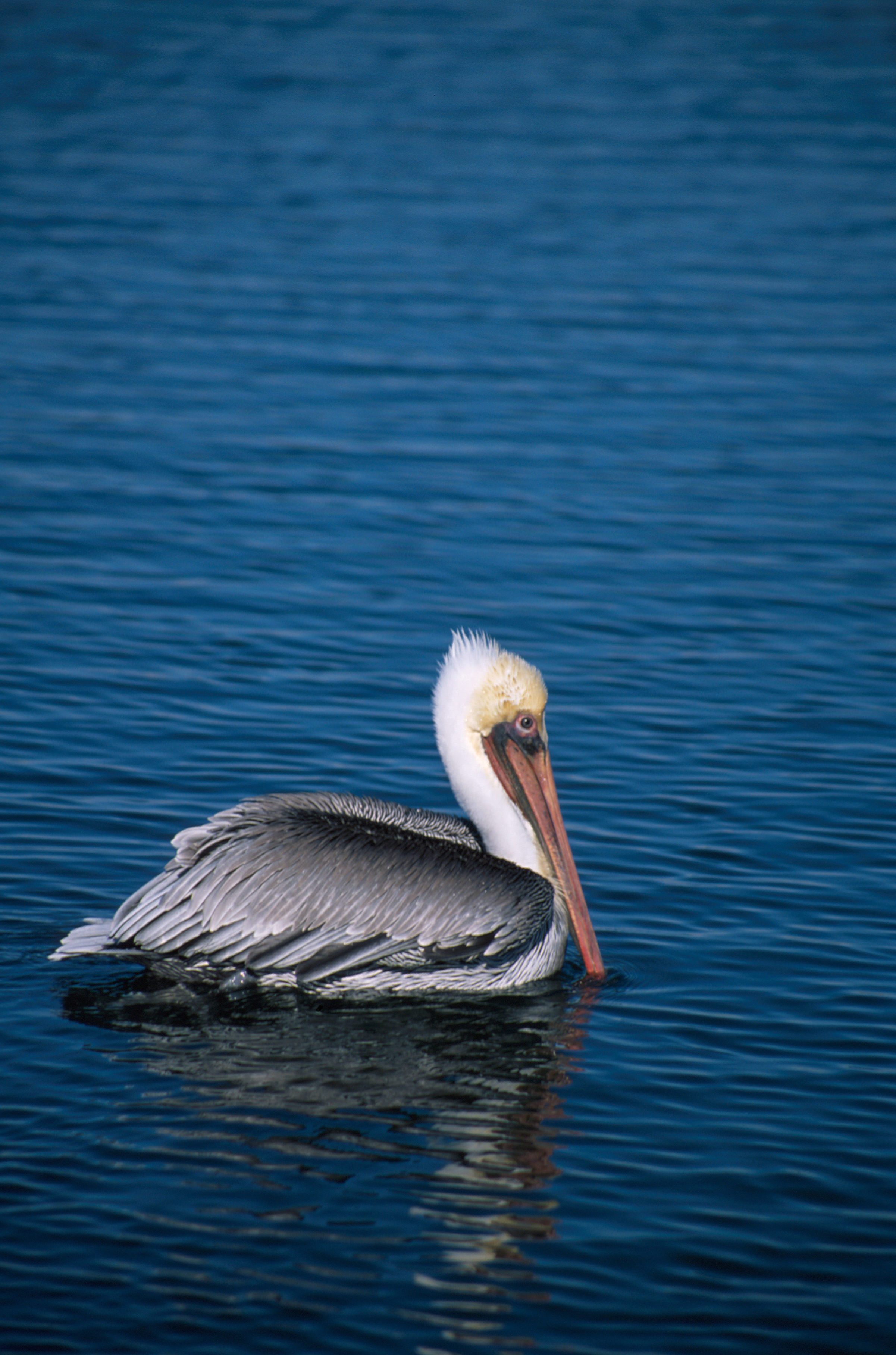 Image of Brown Pelican