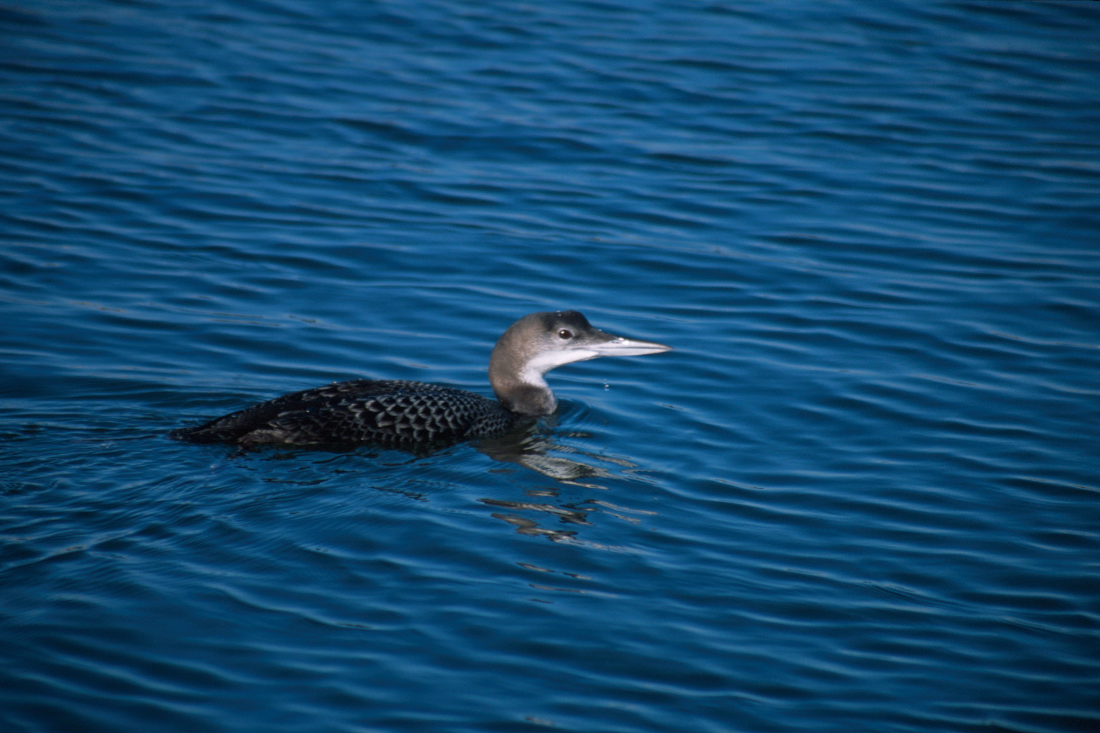 Image of Common Loon