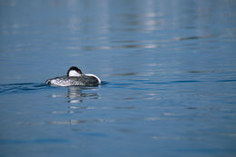 Image of Western Grebe