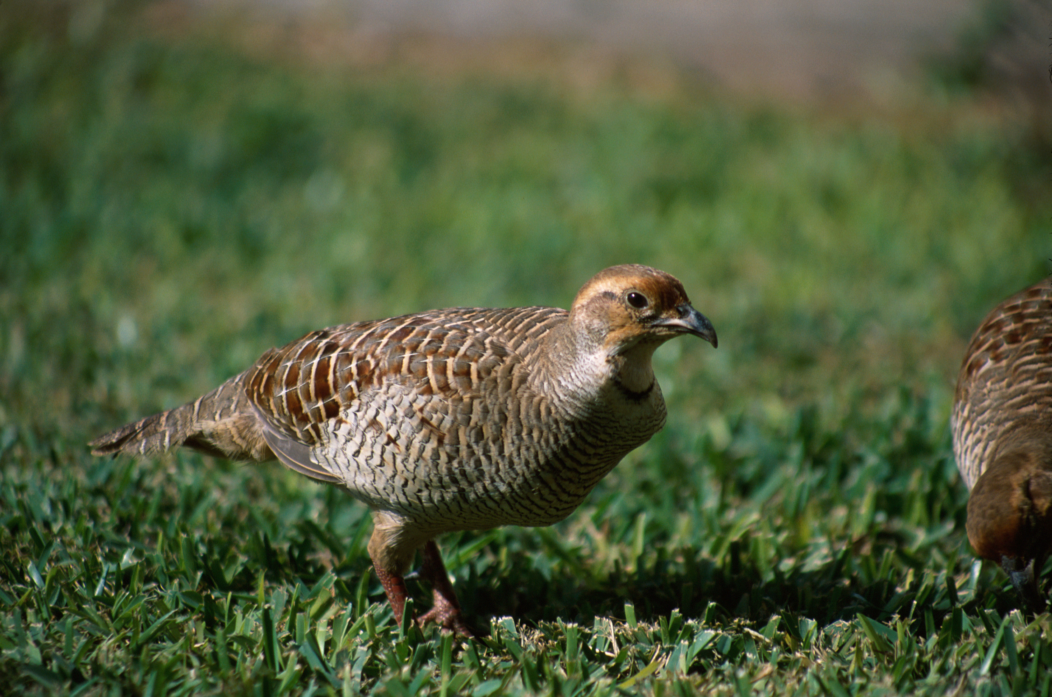 Image of Gray Francolin