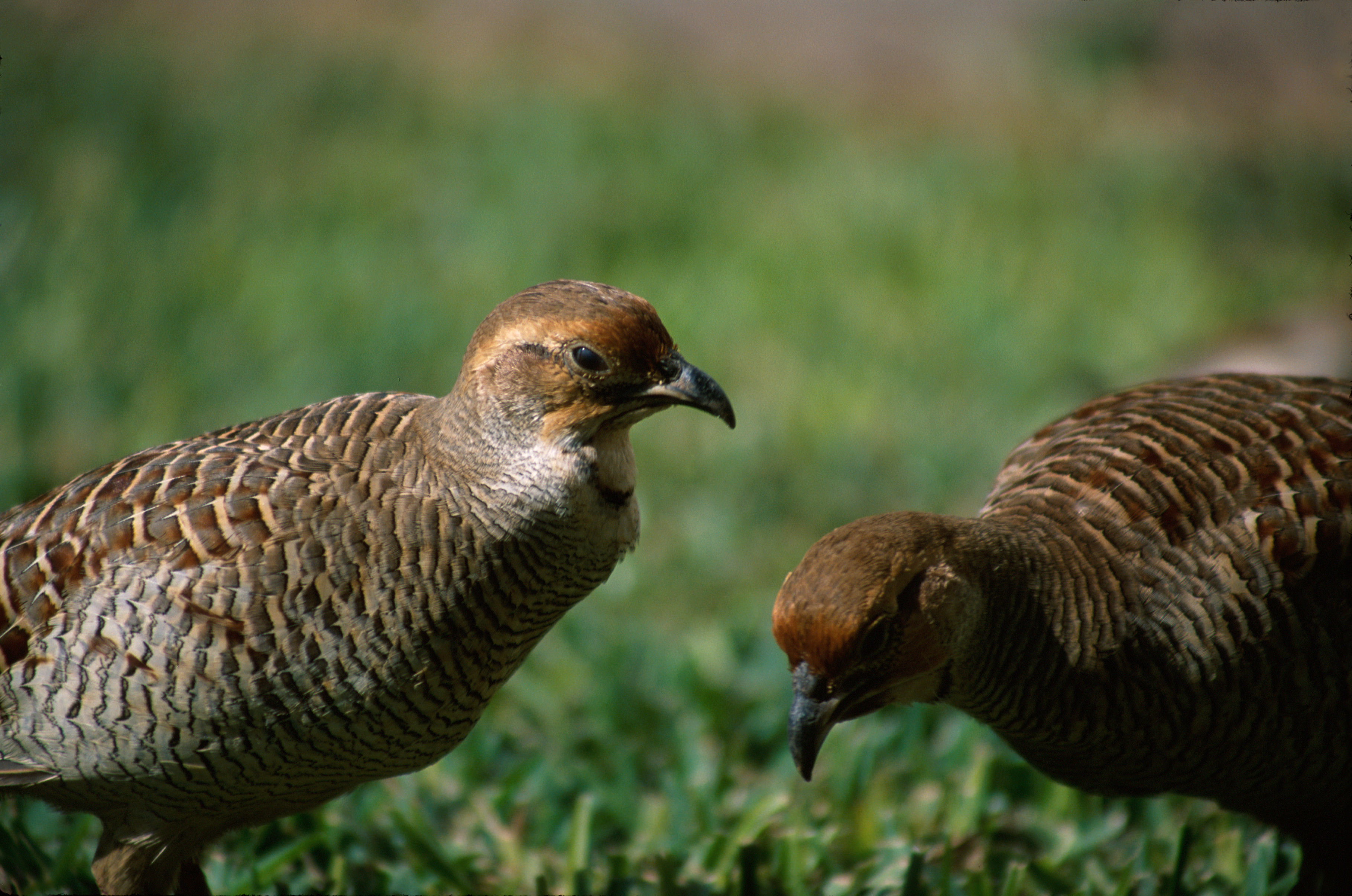 Image of Gray Francolin