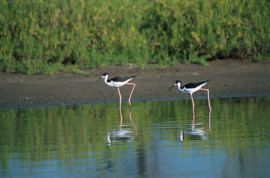 Image of Hawaiian stilt