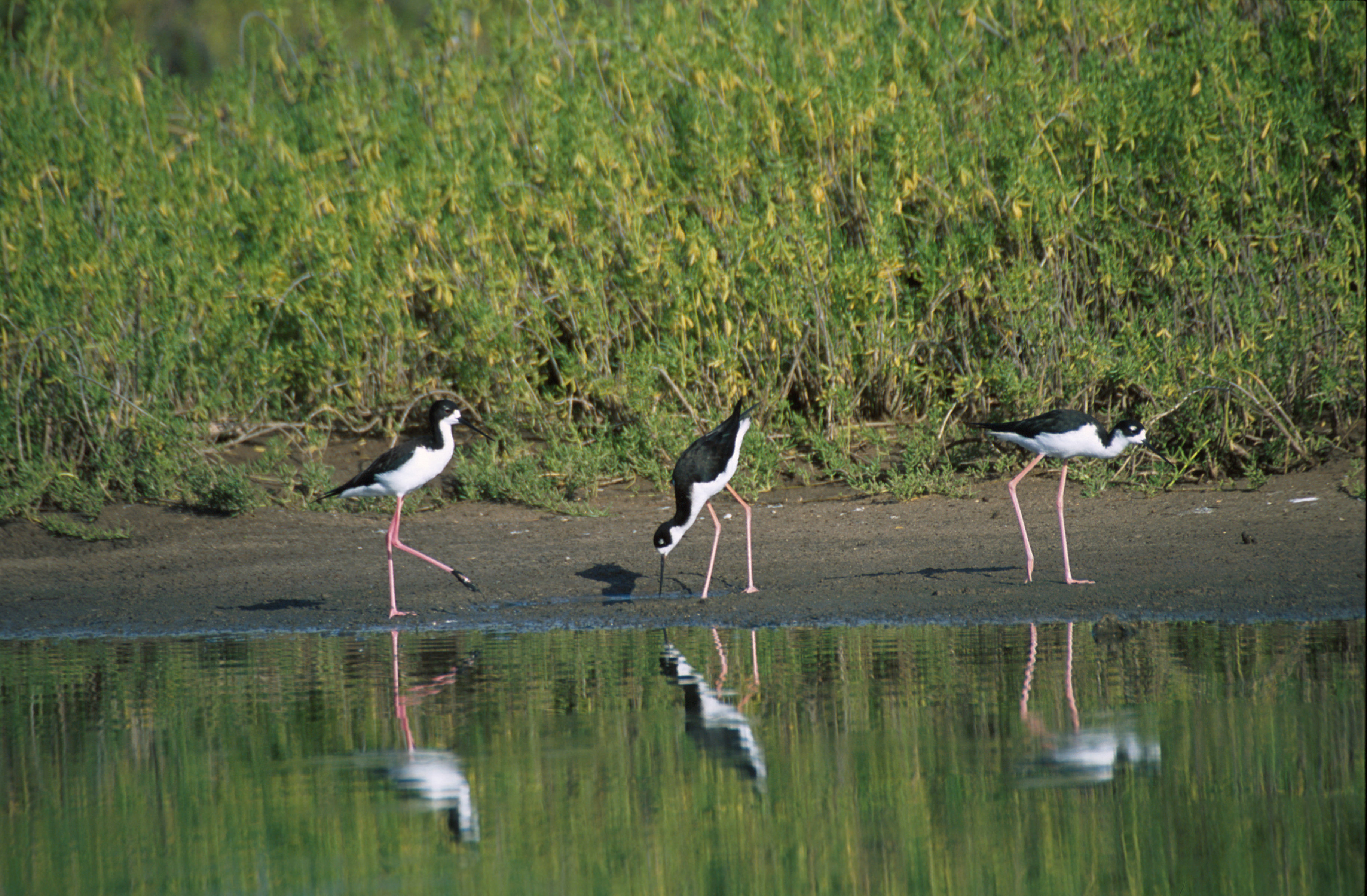 Image of Hawaiian stilt