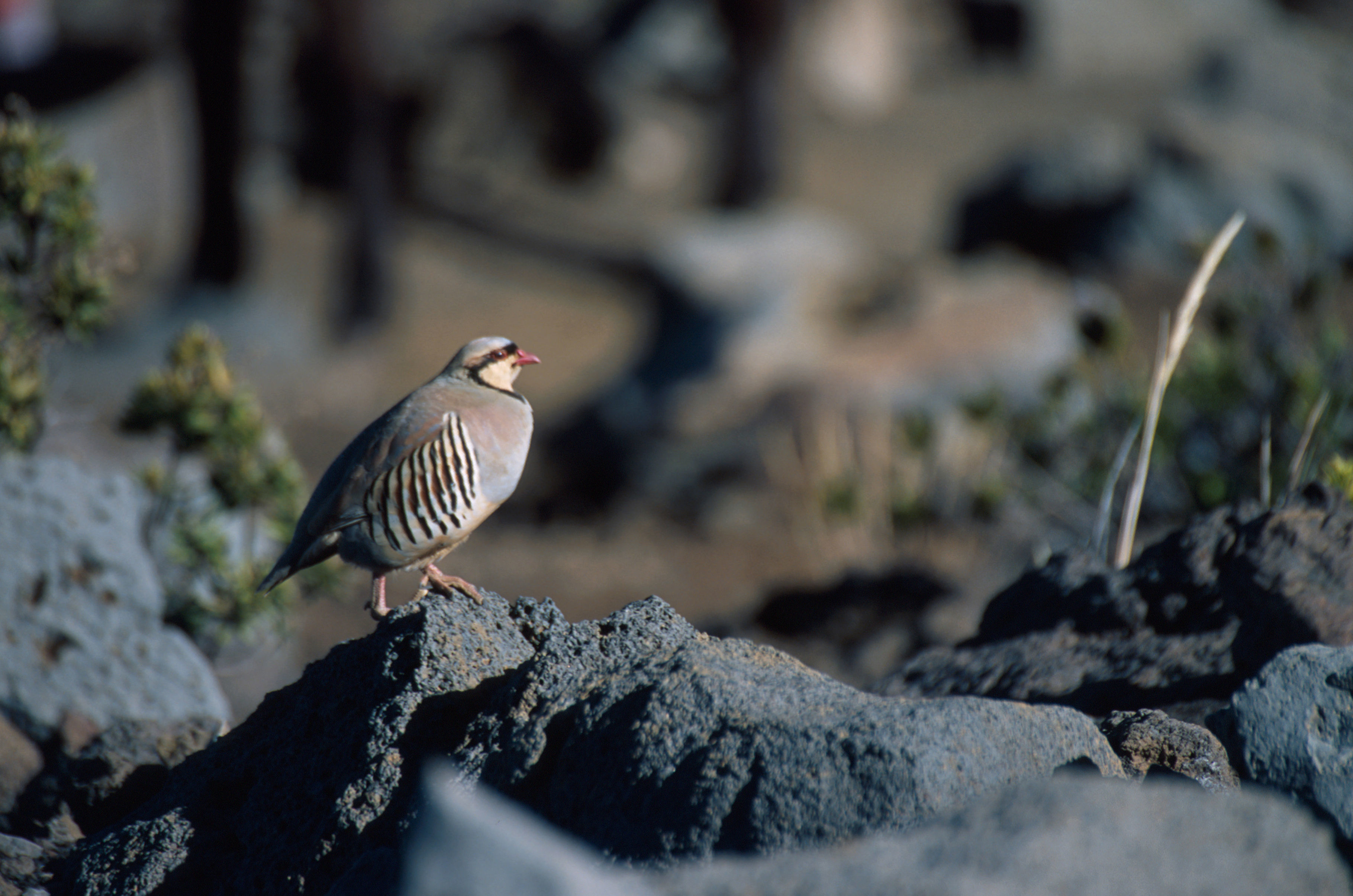 Plancia ëd Alectoris chukar (Gray & JE 1830)