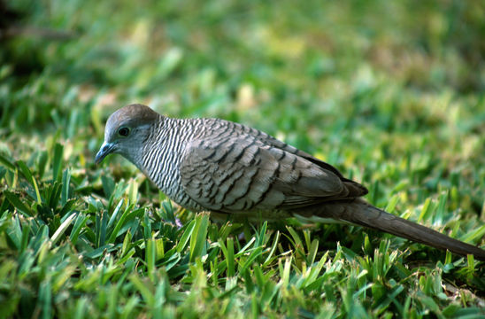 Image of Zebra Dove