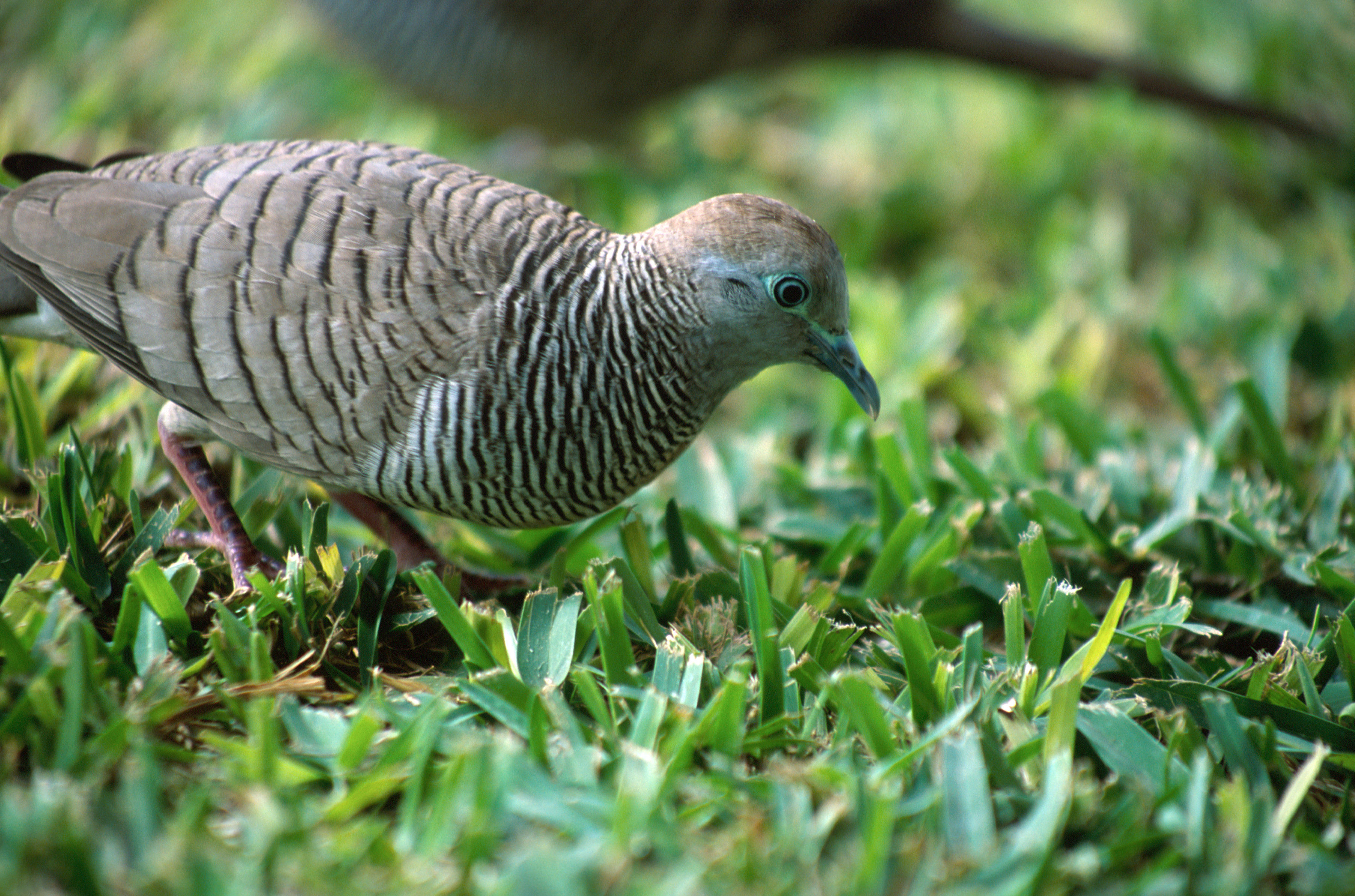 Image of Zebra Dove