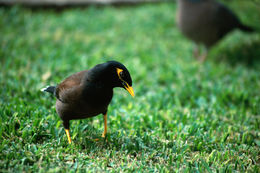 Image of Calcutta myna