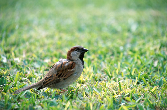 Image of House Sparrow