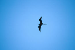 Image of Magnificent Frigatebird