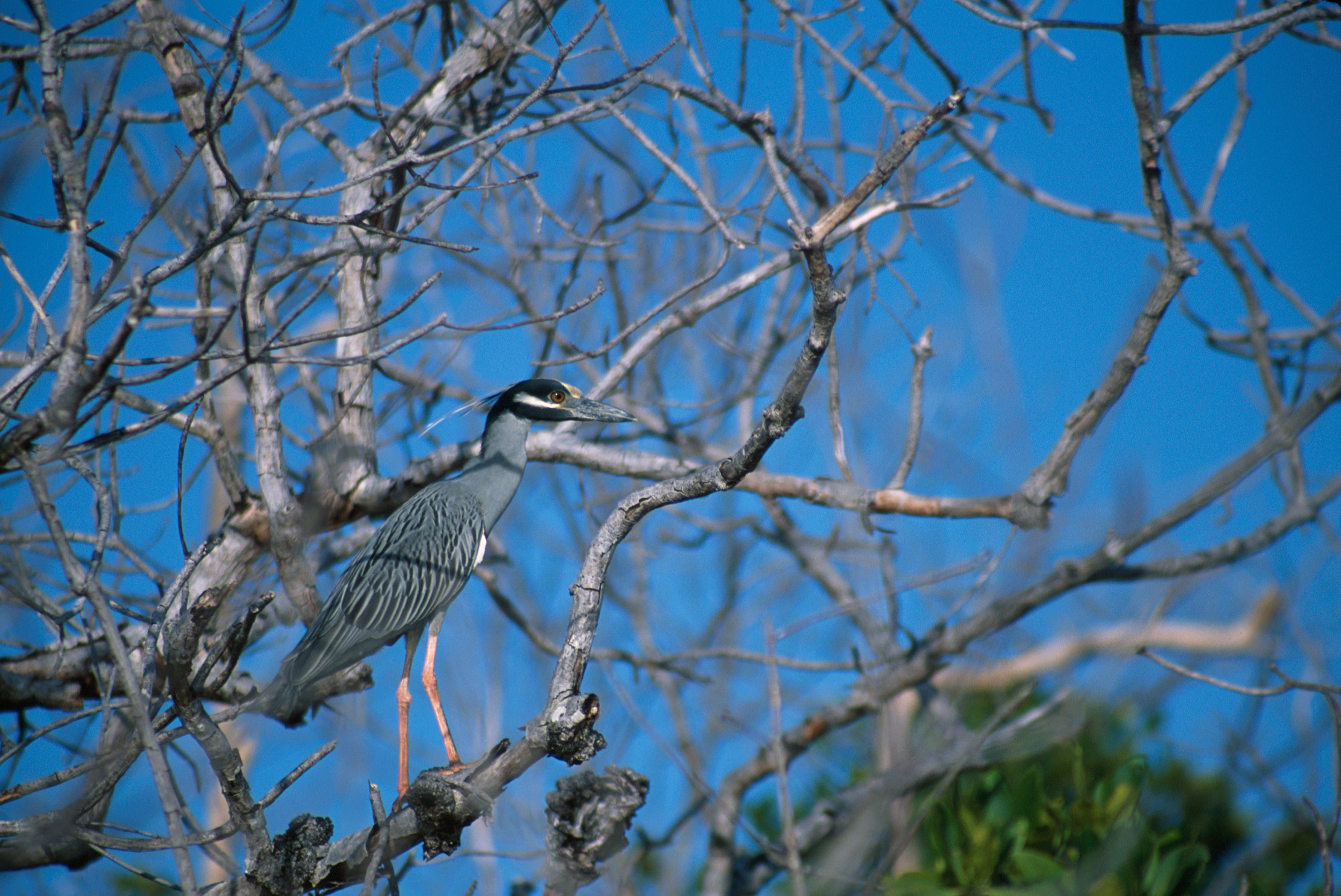 Image of Black-crowned Night Heron