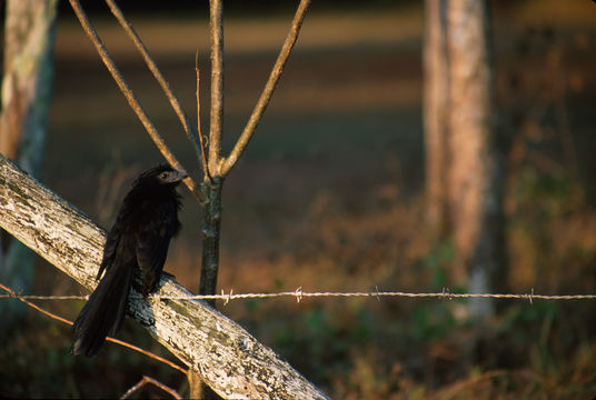 Plancia ëd Crotophaga ani Linnaeus 1758