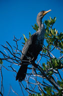 Imagem de Phalacrocorax auritus (Lesson & R 1831)