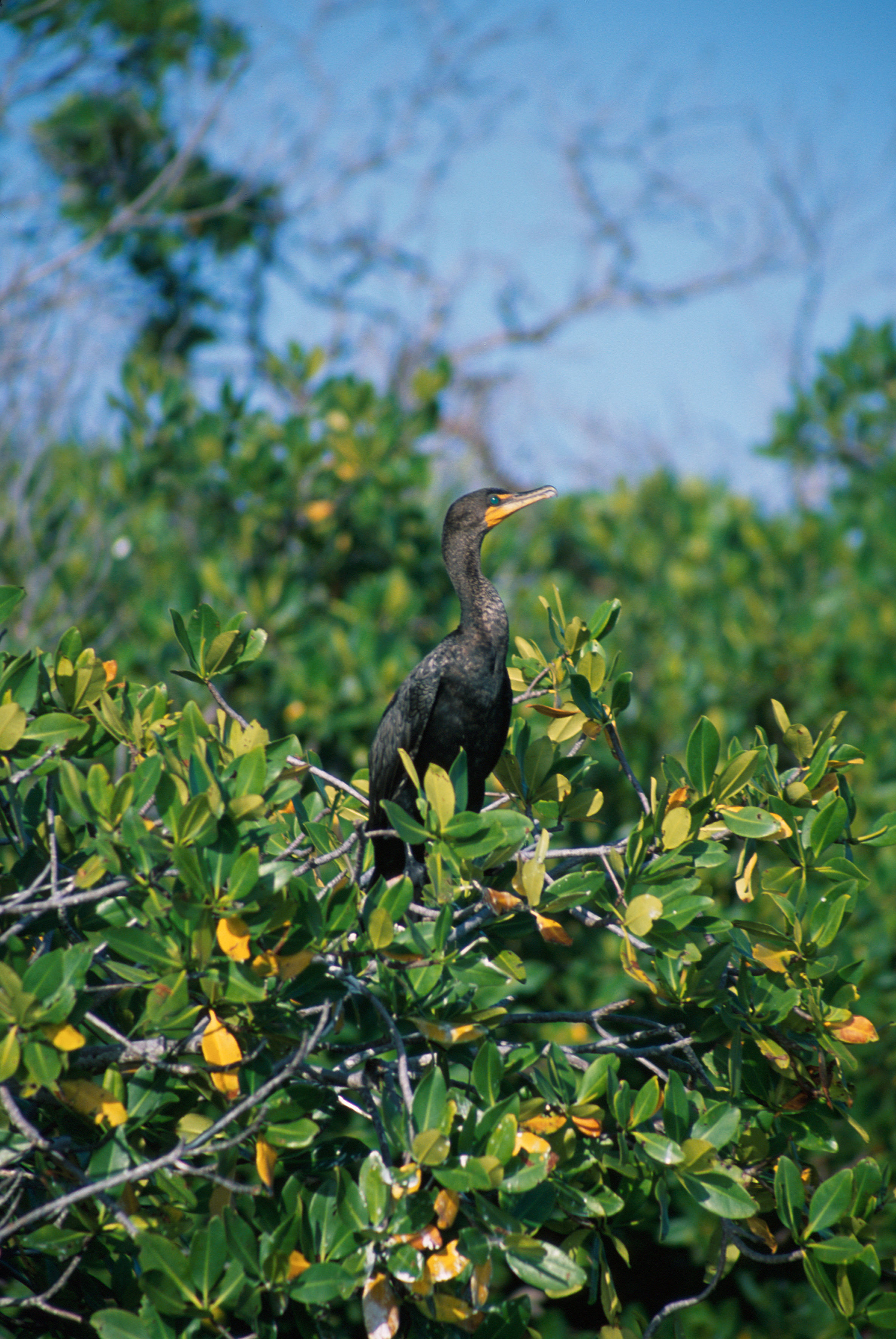 Imagem de Phalacrocorax auritus (Lesson & R 1831)