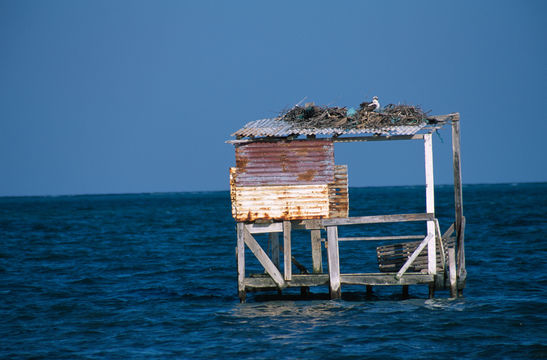 Image of Osprey