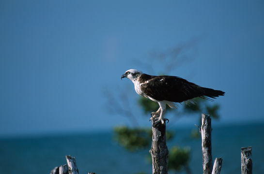 Image of Osprey