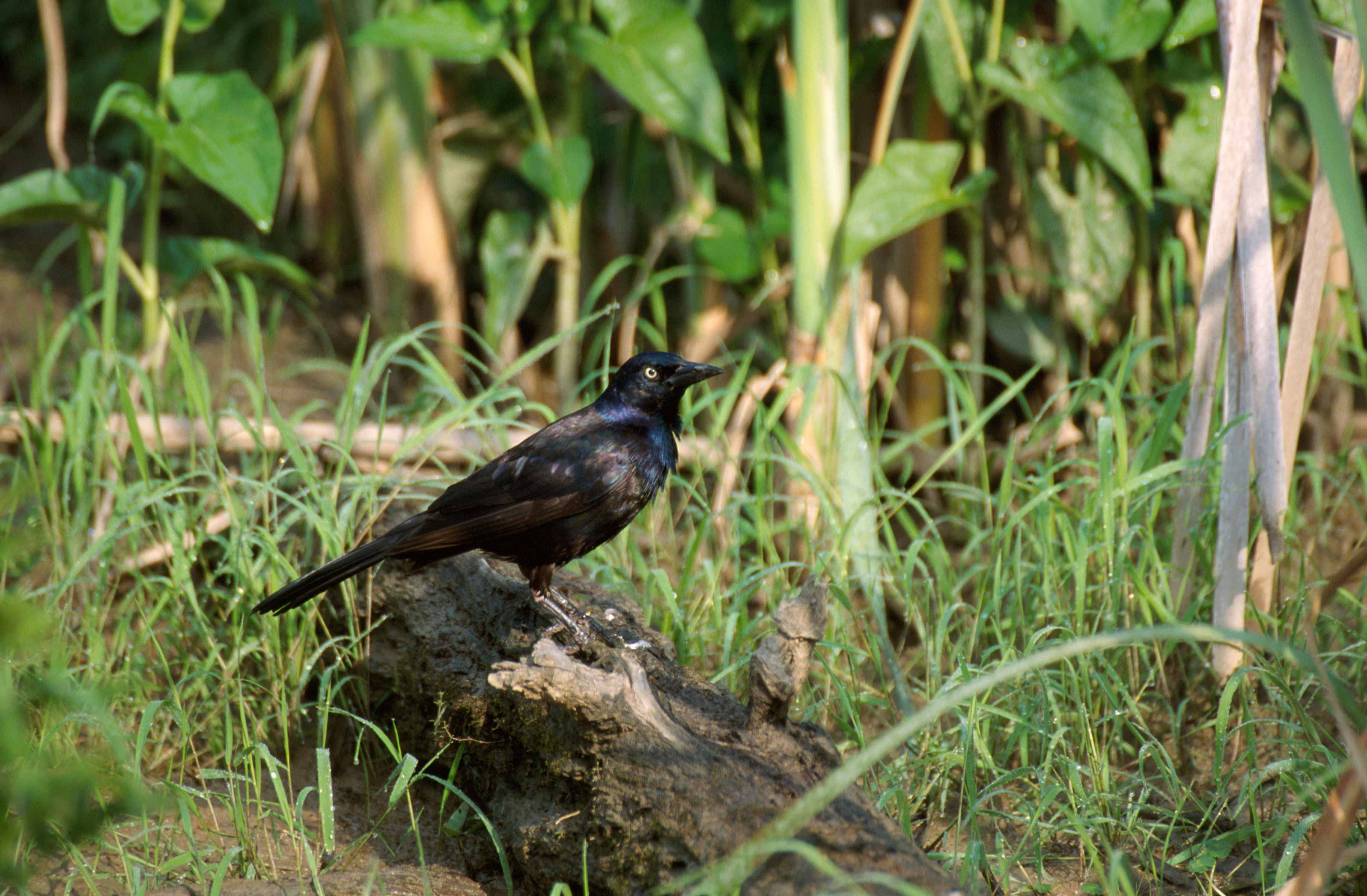 Image of Common Grackle